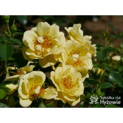 Bienenweide Gelb® Małe grona żółtych kwiatów. Błyszczące liście. Niziutki krzew.