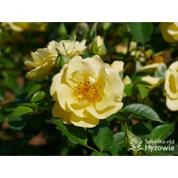 Bienenweide Gelb® Małe grona żółtych kwiatów. Błyszczące liście. Niziutki krzew.