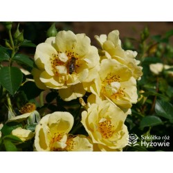 Bienenweide Gelb® Małe grona żółtych kwiatów. Błyszczące liście. Niziutki krzew.