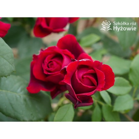 Botero® Ogromny kwiaty, szczelnie nabity płatkami, bordowej barwy, bardzo mocno pachnąca. Niski krzew.