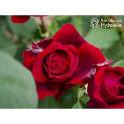 Botero® Ogromny kwiaty, szczelnie nabity płatkami, bordowej barwy, bardzo mocno pachnąca. Niski krzew.