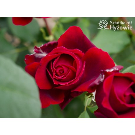 Botero® Ogromny kwiaty, szczelnie nabity płatkami, bordowej barwy, bardzo mocno pachnąca. Niski krzew.