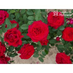 Botero® Ogromny kwiaty, szczelnie nabity płatkami, bordowej barwy, bardzo mocno pachnąca. Niski krzew.