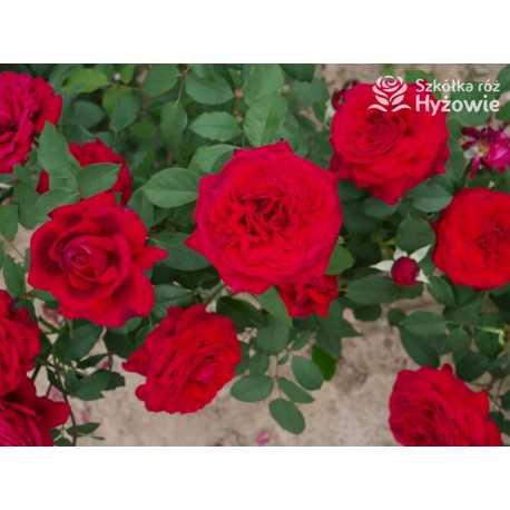 Botero® Ogromny kwiaty, szczelnie nabity płatkami, bordowej barwy, bardzo mocno pachnąca. Niski krzew.