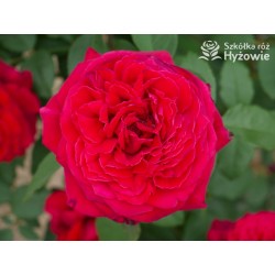 Botero® Ogromny kwiaty, szczelnie nabity płatkami, bordowej barwy, bardzo mocno pachnąca. Niski krzew.