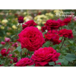 Botero® Ogromny kwiaty, szczelnie nabity płatkami, bordowej barwy, bardzo mocno pachnąca. Niski krzew.