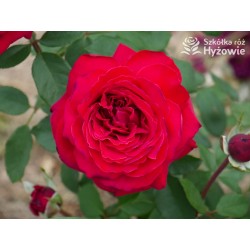 Botero® Ogromny kwiaty, szczelnie nabity płatkami, bordowej barwy, bardzo mocno pachnąca. Niski krzew.