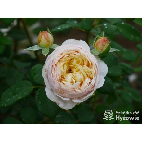 Charles Darwin™ (Auspeet) Pokaźne kwiaty, nabite płatkami, złotej barwy, bardzo intensywnie pachnące. Niski krzew.