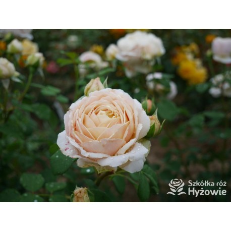 Charles Darwin™ (Auspeet) Pokaźne kwiaty, nabite płatkami, złotej barwy, bardzo intensywnie pachnące. Niski krzew.