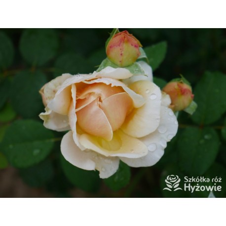 Charles Darwin™ (Auspeet) Pokaźne kwiaty, nabite płatkami, złotej barwy, bardzo intensywnie pachnące. Niski krzew.