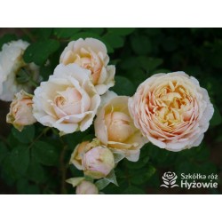 Charles Darwin™ (Auspeet) Pokaźne kwiaty, nabite płatkami, złotej barwy, bardzo intensywnie pachnące. Niski krzew.