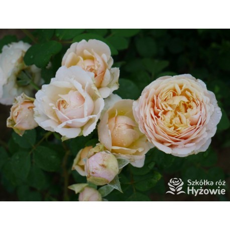 Charles Darwin™ (Auspeet) Pokaźne kwiaty, nabite płatkami, złotej barwy, bardzo intensywnie pachnące. Niski krzew.