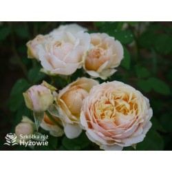 Charles Darwin™ (Auspeet) Pokaźne kwiaty, nabite płatkami, złotej barwy, bardzo intensywnie pachnące. Niski krzew.