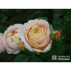 Charles Darwin™ (Auspeet) Pokaźne kwiaty, nabite płatkami, złotej barwy, bardzo intensywnie pachnące. Niski krzew.