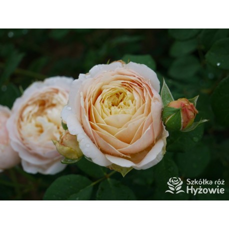 Charles Darwin™ (Auspeet) Pokaźne kwiaty, nabite płatkami, złotej barwy, bardzo intensywnie pachnące. Niski krzew.