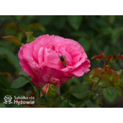 Cherry Lady® Pokaźny kwiat, mocno wypełniony płatkami o wiśniowo-malinowej barwie. Niski krzew.