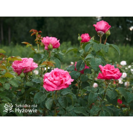 Cherry Lady® Pokaźny kwiat, mocno wypełniony płatkami o wiśniowo-malinowej barwie. Niski krzew.