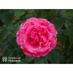 Cherry Lady® Pokaźny kwiat, mocno wypełniony płatkami o wiśniowo-malinowej barwie. Niski krzew.