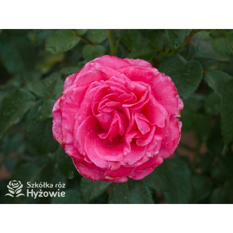 Cherry Lady® Pokaźny kwiat, mocno wypełniony płatkami o wiśniowo-malinowej barwie. Niski krzew.