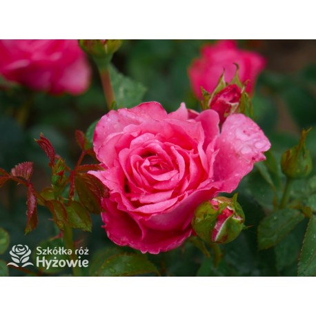 Cherry Lady® Pokaźny kwiat, mocno wypełniony płatkami o wiśniowo-malinowej barwie. Niski krzew.