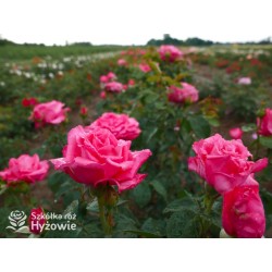 Cherry Lady® Pokaźny kwiat, mocno wypełniony płatkami o wiśniowo-malinowej barwie. Niski krzew.