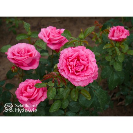 Cherry Lady® Pokaźny kwiat, mocno wypełniony płatkami o wiśniowo-malinowej barwie. Niski krzew.