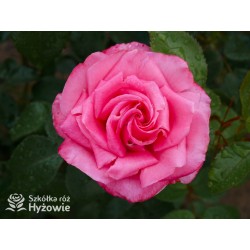 Cherry Lady® Pokaźny kwiat, mocno wypełniony płatkami o wiśniowo-malinowej barwie. Niski krzew.