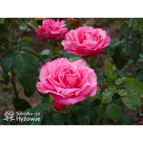 Cherry Lady® Pokaźny kwiat, mocno wypełniony płatkami o wiśniowo-malinowej barwie. Niski krzew.