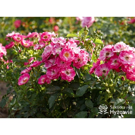 'Degenhardt' Drobne ciemnoróżowe kwiatuszki. Soczyście zielone liście. Niziutki krzew.