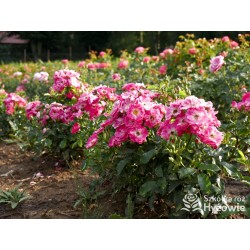 'Degenhardt' Drobne ciemnoróżowe kwiatuszki. Soczyście zielone liście. Niziutki krzew.