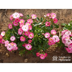 'Degenhardt' Drobne ciemnoróżowe kwiatuszki. Soczyście zielone liście. Niziutki krzew.