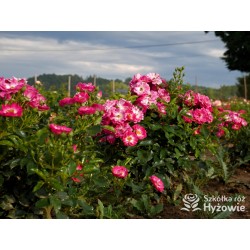 'Degenhardt' Drobne ciemnoróżowe kwiatuszki. Soczyście zielone liście. Niziutki krzew.