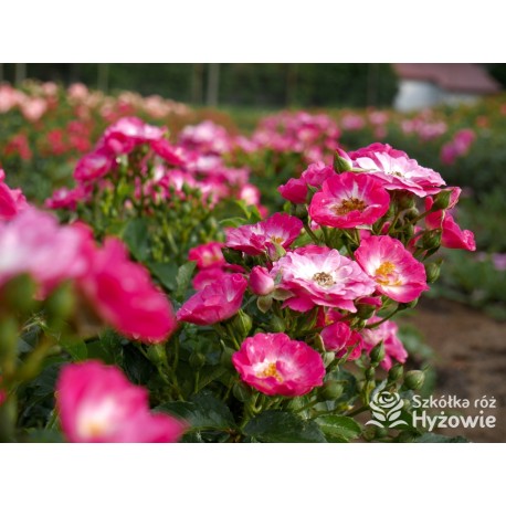 'Degenhardt' Drobne ciemnoróżowe kwiatuszki. Soczyście zielone liście. Niziutki krzew.