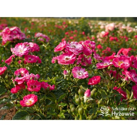 'Degenhardt' Drobne ciemnoróżowe kwiatuszki. Soczyście zielone liście. Niziutki krzew.