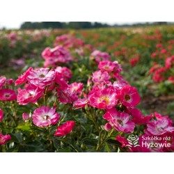 'Degenhardt' Drobne ciemnoróżowe kwiatuszki. Soczyście zielone liście. Niziutki krzew.