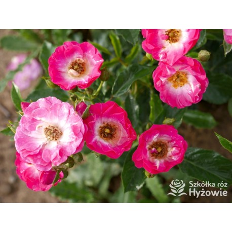 'Degenhardt' Drobne ciemnoróżowe kwiatuszki. Soczyście zielone liście. Niziutki krzew.