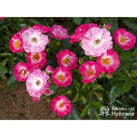 'Degenhardt' Drobne ciemnoróżowe kwiatuszki. Soczyście zielone liście. Niziutki krzew.