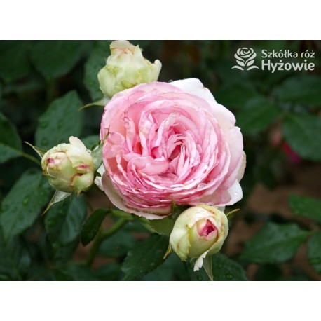 Eden Rose® Ogromne, nabite płatkami kwiaty, kremowo-różowej barwy, przyjemnie pachnące. Lśniące liście. Wysoki krzew.