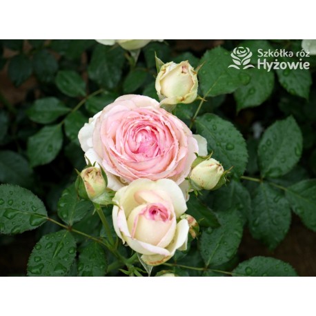 Eden Rose® Ogromne, nabite płatkami kwiaty, kremowo-różowej barwy, przyjemnie pachnące. Lśniące liście. Wysoki krzew.