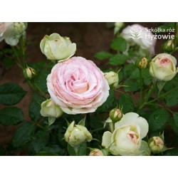 Eden Rose® Ogromne, nabite płatkami kwiaty, kremowo-różowej barwy, przyjemnie pachnące. Lśniące liście. Wysoki krzew.