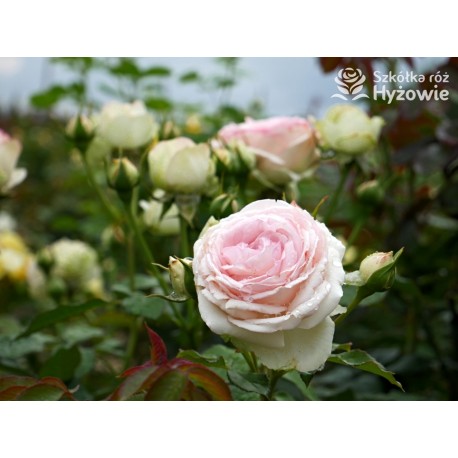Eden Rose® Ogromne, nabite płatkami kwiaty, kremowo-różowej barwy, przyjemnie pachnące. Lśniące liście. Wysoki krzew.