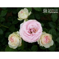 Eden Rose® Ogromne, nabite płatkami kwiaty, kremowo-różowej barwy, przyjemnie pachnące. Lśniące liście. Wysoki krzew.