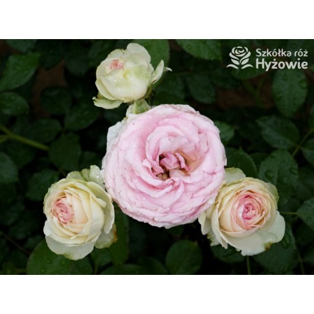 Eden Rose® Ogromne, nabite płatkami kwiaty, kremowo-różowej barwy, przyjemnie pachnące. Lśniące liście. Wysoki krzew.
