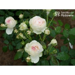 Eden Rose® Ogromne, nabite płatkami kwiaty, kremowo-różowej barwy, przyjemnie pachnące. Lśniące liście. Wysoki krzew.