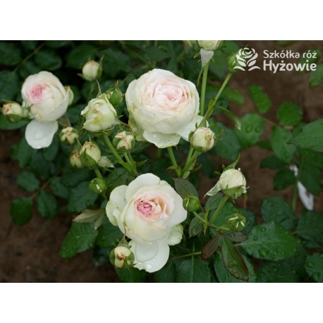 Eden Rose® Ogromne, nabite płatkami kwiaty, kremowo-różowej barwy, przyjemnie pachnące. Lśniące liście. Wysoki krzew.