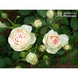 Eden Rose® Ogromne, nabite płatkami kwiaty, kremowo-różowej barwy, przyjemnie pachnące. Lśniące liście. Wysoki krzew.