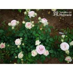 Eden Rose® Ogromne, nabite płatkami kwiaty, kremowo-różowej barwy, przyjemnie pachnące. Lśniące liście. Wysoki krzew.