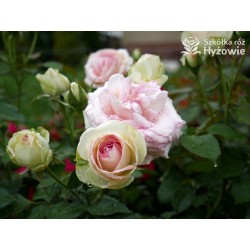 Eden Rose® Ogromne, nabite płatkami kwiaty, kremowo-różowej barwy, przyjemnie pachnące. Lśniące liście. Wysoki krzew.