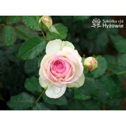 Eden Rose® Ogromne, nabite płatkami kwiaty, kremowo-różowej barwy, przyjemnie pachnące. Lśniące liście. Wysoki krzew.