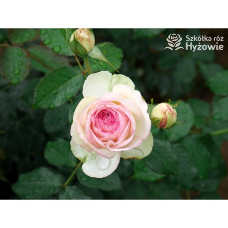 Eden Rose® Ogromne, nabite płatkami kwiaty, kremowo-różowej barwy, przyjemnie pachnące. Lśniące liście. Wysoki krzew.